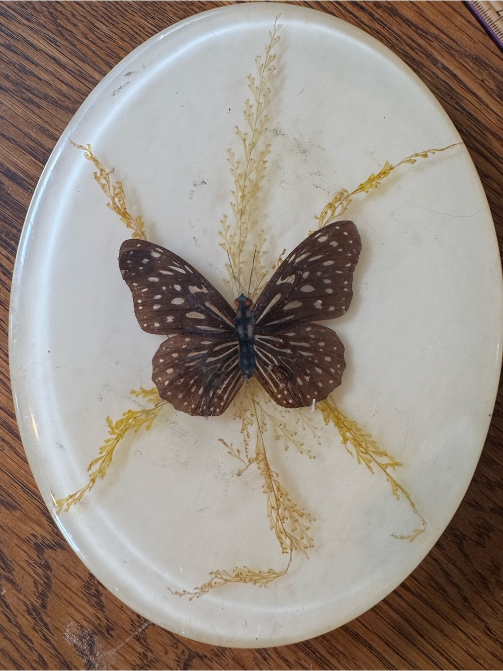 Vintage Boho Butterfly Decorative Trivet with Botanical Accents